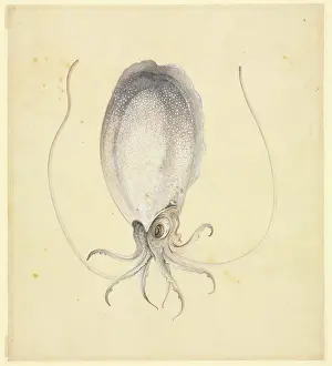 Octopus: Plate 76 from the John Reeves Collection