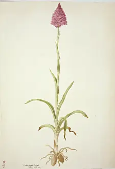 Orchidaceae: Plate 77 from British Orchids