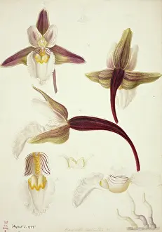 Orchidaceae: Plate 79 from British Orchids