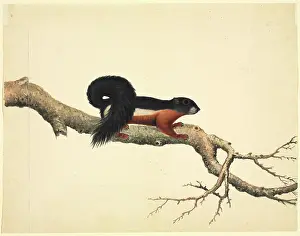 Agile: Plate 79 of the Reeves Collection (Zoology)