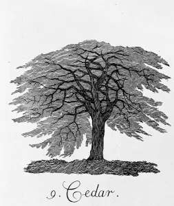 Cedar: Cedar