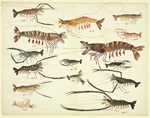 Filament: Plate 90 from the John Reeves Collection