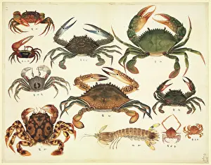 Decapod: Plate 94 from the John Reeves Collection