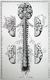 Nerves: Plate of the brain and nerves. From Bartolemmeo