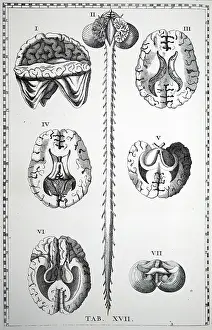 Brain: Plate of the brain and spinal chord. From Bartolemmeo