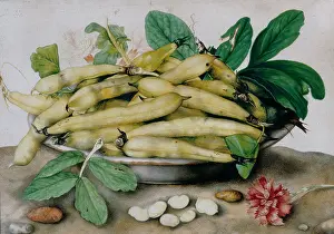 Morta: Plate of broad beans; work