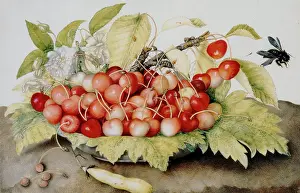 Morta: Plate of cherries, pod and bumble bees