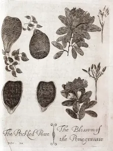 Pomegranate: Plate depicting a prickly pear and a pomegranate