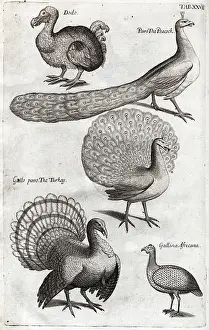 Ornithological: Plate depicting various birds including the Dodo, Turkey and