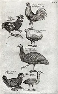 Ornithological: Plate depicting various birds, mainly poultry