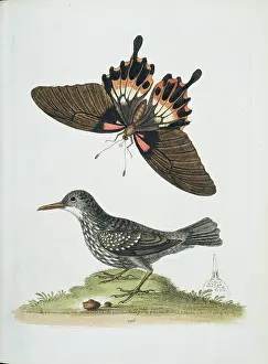 Streaked: Plate from The Gleanings of Natural History by George Edward