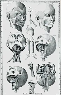 Remained: Plate of the head and neck including at IX and