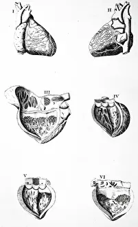 Diagram: Plate of the heart