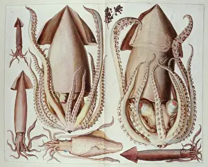 Pharmacist: Plate of molluscs