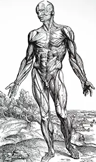 Andreas: Third Plate of the Muscles. From Andreas Vesalius