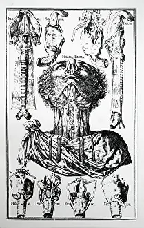 Padua: Plate of the neck, trachea etc. From Julius Casserius