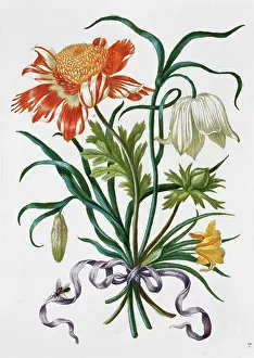 1680: Plate from New Book of Flowers (1680)
