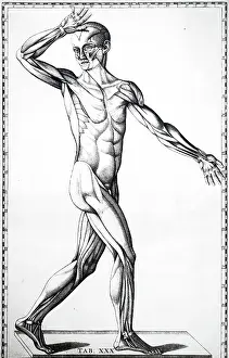 Layer: Plate showing the top layer of muscles. From Bartolemmeo