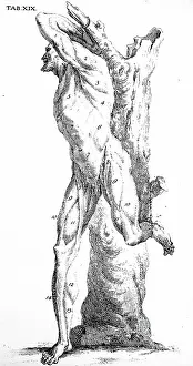 1715: Plate showing the top layer of muscles. From William