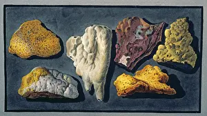 Pumice: Plate XXXXIV: Lava Samples
