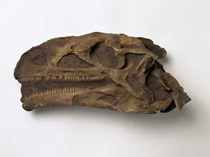 Sauropodomorpha: Plateosaurus