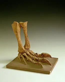 Sauropodomorpha: Plateosaurus