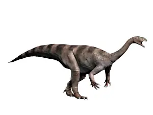 Limbs: Plateosaurus dinosaur