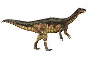 Plateosaurid: Plateosaurus dinosaur, side view