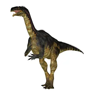 Plateosaurid: Plateosaurus dinosaur, front view on white background