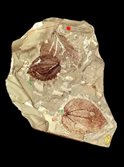 Palaeogene: Platinites hebridicus