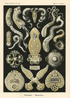 Glitsch: Platodes worms, flatworms and tapeworms