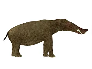 Miocene: Platybelodon mammal, side view