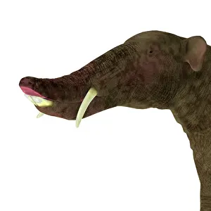 Miocene: Platybelodon portrait on white background