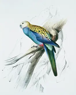 Parakeet: Platycercus adscitus palliceps, pale-headed rosella