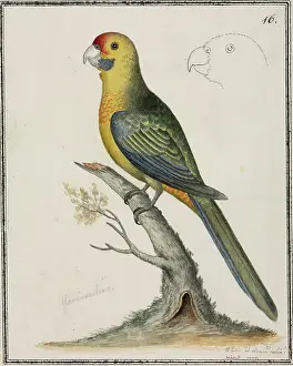 Forehead: Platycercus caledonicus, green rosella