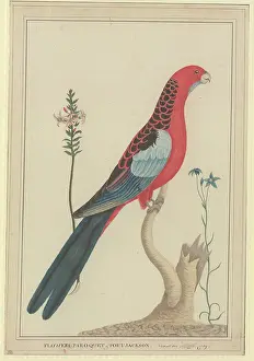 Elegans: Platycercus elegans, crimson rosella