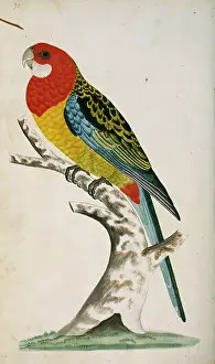 Watling: Platycercus eximius, eastern rosella