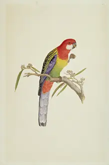 Parakeet: Platycercus exmius, eastern rosella