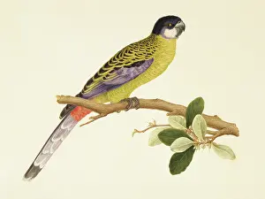 Ornithological: Platycercus venustus, northern rosella