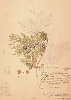 Dionysius: Platycladus orientalis, oriental arborvitae