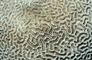 Anthozoan: Platygyra daedalea, brain coral
