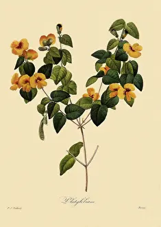 Redoute: Platylobium formosum
