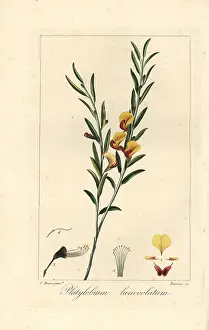 Bessa: Platylobium lanceolatum, native to Australia