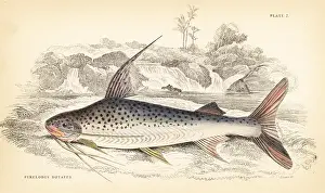 Schomburgk: Platynematichthys notatus catfish