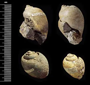Gastropod: Platyphysa prinsepi, freshwater snails