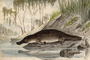 Platypus: Platypus