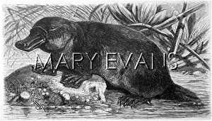 Paradoxus: PLATYPUS