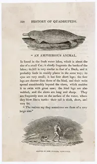 Naturalists: PLATYPUS (BEWICK)