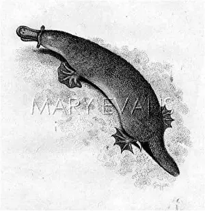 Platypus: PLATYPUS (GRIFFITH)