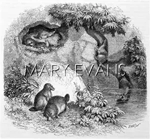 Anatinus: PLATYPUS IN HABITAT